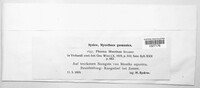 Boeremia strasseri image